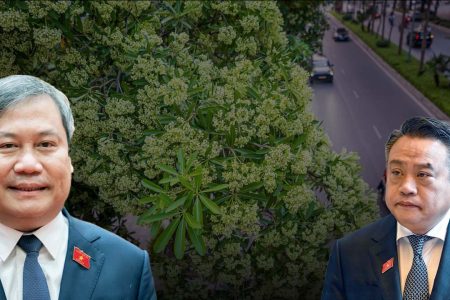 Quy hoạch trồng cây hoa sữa tại Hà Nội: Tầm nhìn đô thị hay bài học „làm rồi sửa“?